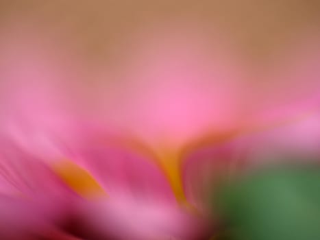 Close-up photos of flowers