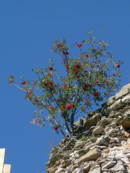 Wild Rowanberry, full-grown on top of the ancient tower