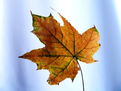 Leaf of the maple on blue background.