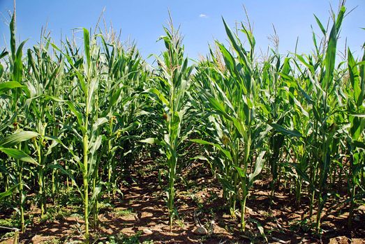 Field with green corn