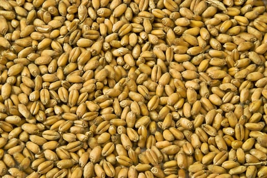 Wheat grain texture - cerealas detail