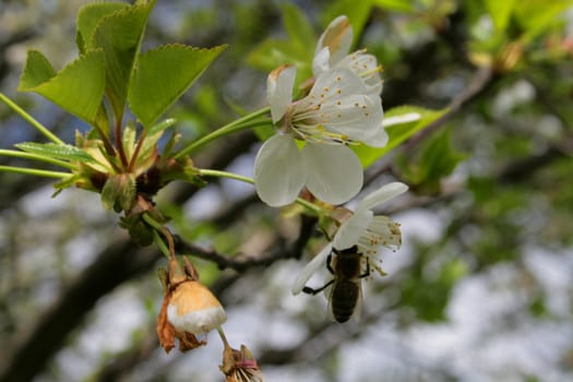Flower of a cherry and a bee on a flower