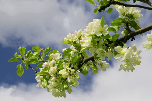 Colour of an apple-tree in the spring
