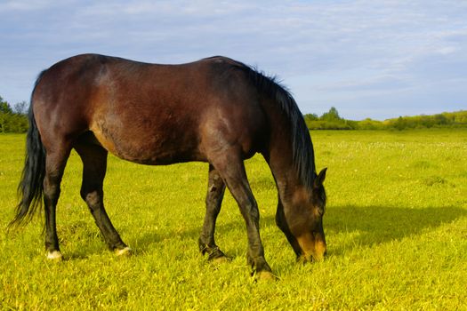 The horse is grazed on a lawn