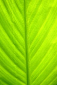 Green banana leaf