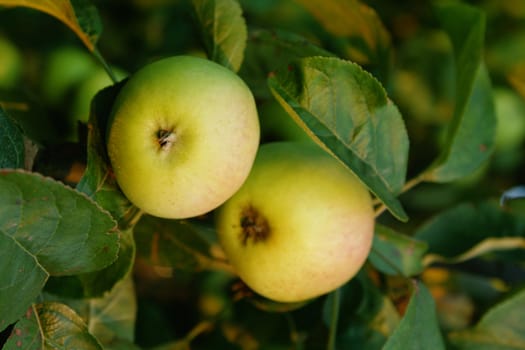 Apple in green foliage of summer