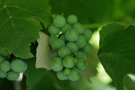 Green grapes cluster in leaves