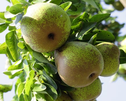 Green pear on a tree with leaves