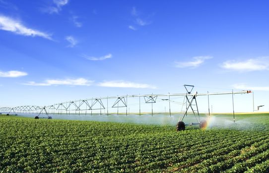 irrigating a potato field