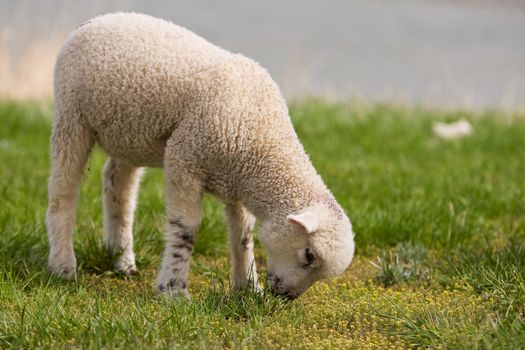 A very young lamb grazing on grass (focus on the head)