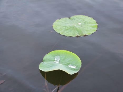 Two sheets of the water lily early in the morning