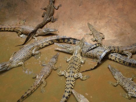 Hungry Family Crocodiles and their posterity ashore