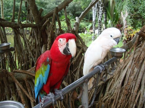 Pair parrot tenderly exchange glances and demonstrate itself