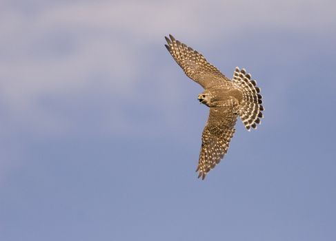 Merlin falcon in flight