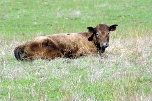 A brown cow laying in a field resting.