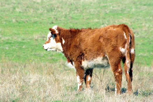 A young calf standing in a pasture.