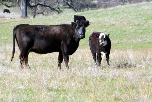 A cow and calf stnding in a pasture.