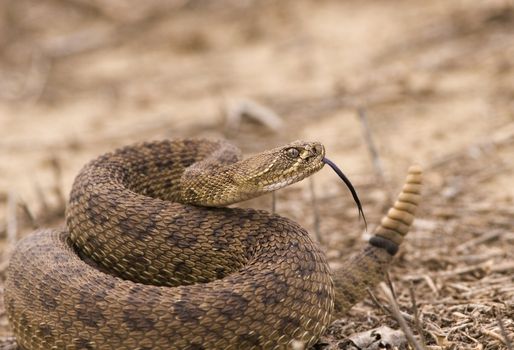 Western rattlesnake strike ready