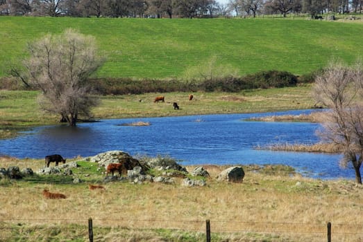 Cattle grazing  around a small pond in a pature