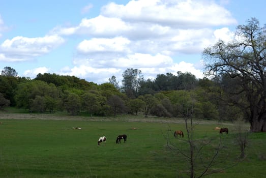 Numerous Horses grazing in a pasture surrounded by Oak trees