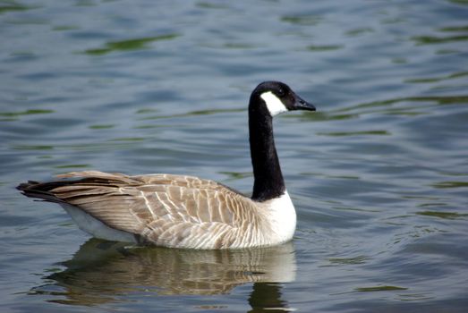 An alert Canadian Goose floating on a lake