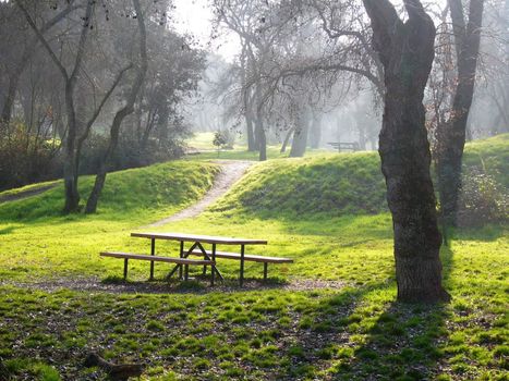 Misty day in old park "Casa de Campo" of Madrid /Spain/.