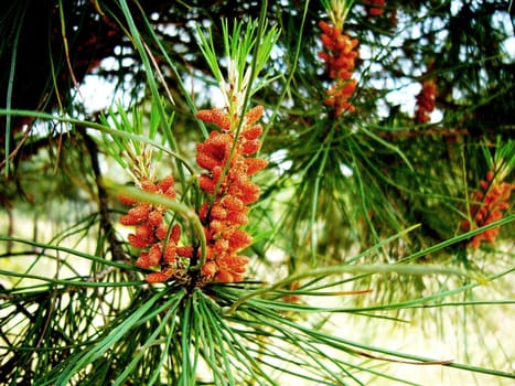 New cones of pine in old park "Casa de Campo" in Madrid.