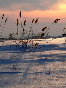 Winter. Snowy landscape with reed on sundown