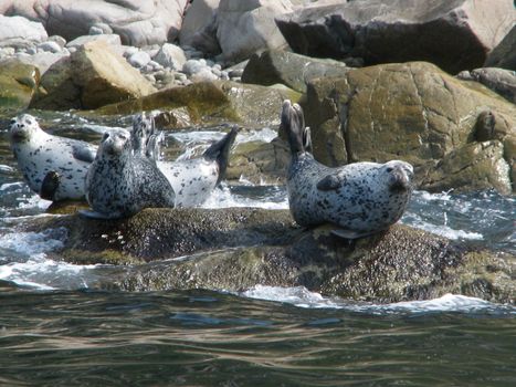 Rookery sealskin on stony coast of the north pole