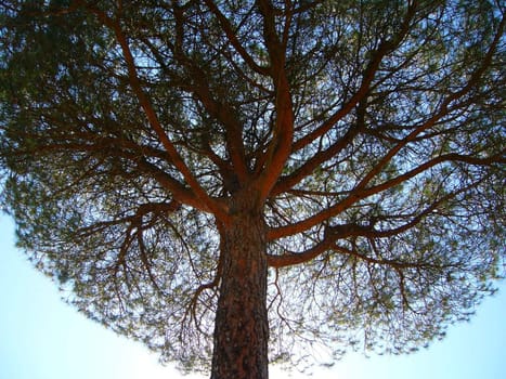 Top of a pine in Gualadajara (Spain) one summer day