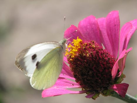 Beautiful year day, butterfly collects nectar with flower