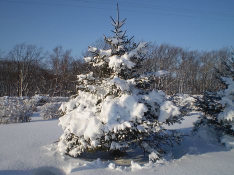 Since new year! The Winter in Russia, snow, snowdrifts, fir trees, frost!