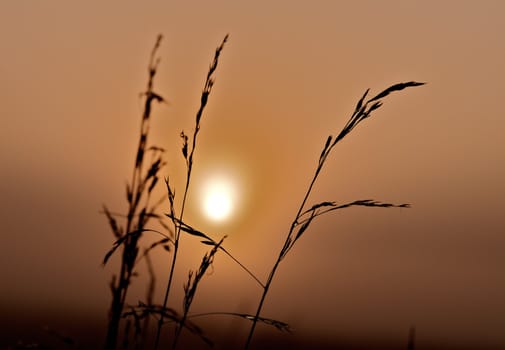 The sun looks beautiful as it sets behind grass blades

