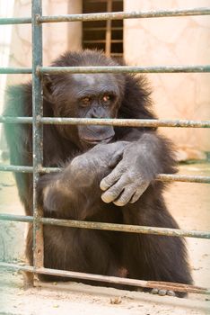 gorilla in zoo