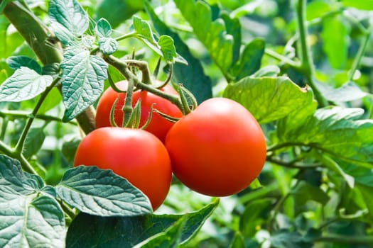 Isolated growing three fresh red tomatoes with green leaves