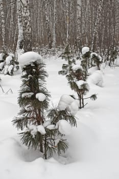 Beautiful winter  forest  under snow.