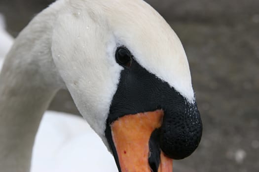 White swan,  symbol of silence and grace