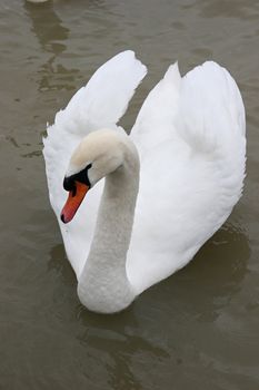 White swan,  symbol of silence and grace