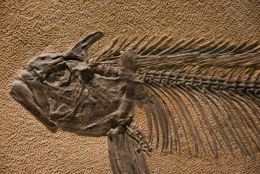The fossilized bones and remains of a fish from the middle ages.