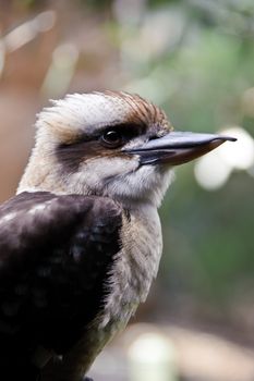 Close-up of a kookaburra standing still.