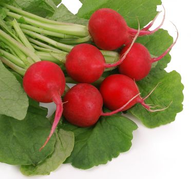 fresh red radishes with green leaves over white with clipping path