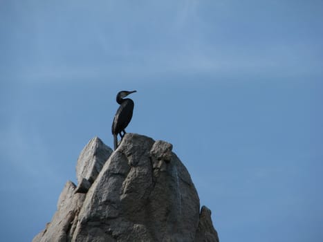 Proud bird sits on the most high grief, under sky