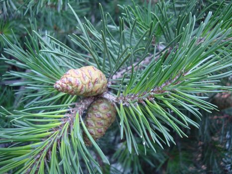 Green, coniferous branch - a beauty of the nature Ussuriyskoy taigas