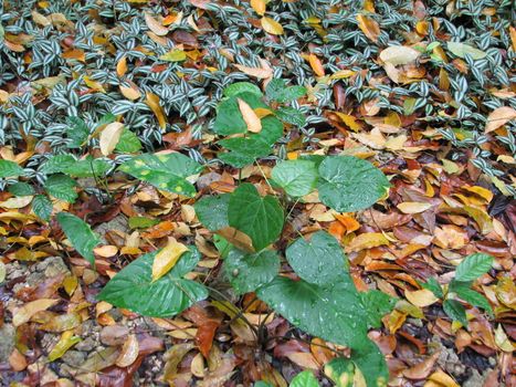 Remainder summer, verdure on golden background autumn