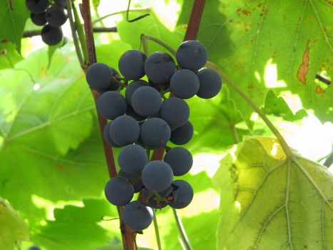 Vineyard, grapes ripe, sweet grape amongst green vine