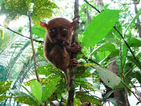 Sloth weighs on tree,prettily looks on sides