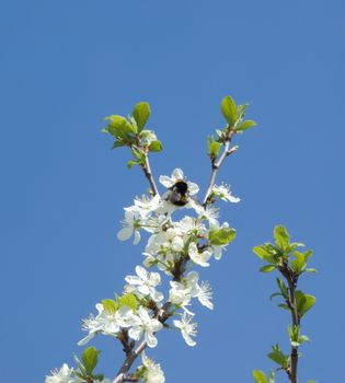 The blossoming cherry in spring to a garden