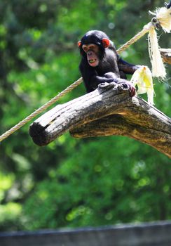 Chimp youngster eating corn up in a tree
