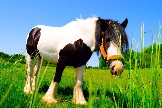 horse in grass field