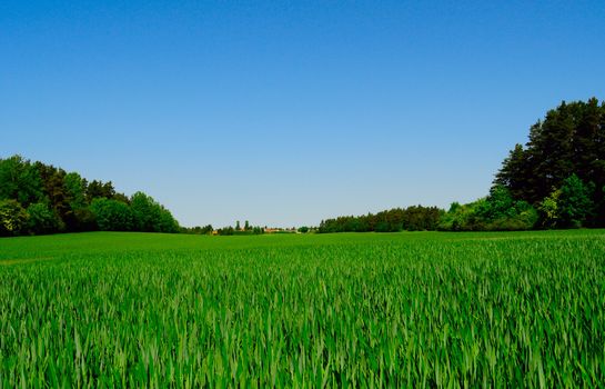 crispy green field and forrest